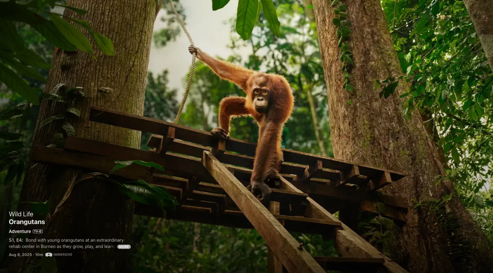 An orangutan crossing a rope walkway high in the Borneo rainforest canopy
